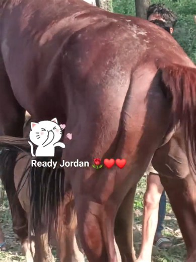 Horse intense breeding process #horses #fyp #goviral #stallion #mare #blackhorse #arabianhorse #drafthorse