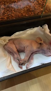 3.6K views · 35 reactions | Must Watch!!! His Giant Burmese Python Almost Attacks Him! 勞 | Nate Spade | Facebook