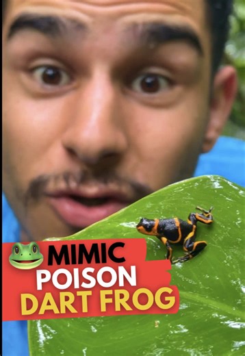 The Mimic Poison Frog! 🥰🐸 One of the world’s most special frogs, Ranitomeya imitator lives up to its name and mimics other Dart Frogs that are more toxic! 😮☠️ In this case here in the Peruvian rainforest it’s mimicking Ranitomeya summersi, a beautiful yellow & black frog! 💛🖤 . . . #frog #wildlife #fyp #animals