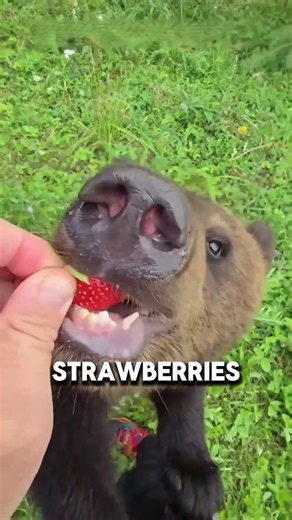 She Rescued a Baby Bear… and It Came Back Years Later 🐻💛 #realstory #animalrescue