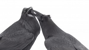 Amazing Crow🖤🤍 | Crow Family