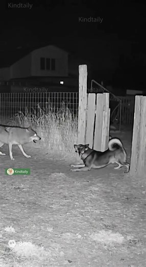 husky barks to keep wolves out of the house #animals #viral #dog