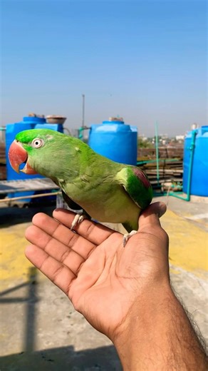 Indian Ringneck parrot video # Talking parrot video #viralvideo #nonstoptalkingparrot #talkingparrot