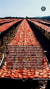 The tomato went from decorative plant to an Italian culinary staple centuries after its arrival. #history #heritage #foodhistory | Historical Files