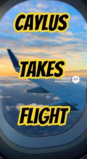Caylus is going on a plane #caylus #fly #airplane