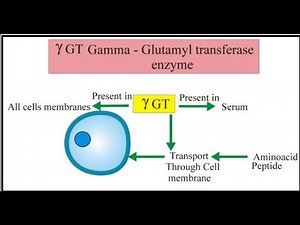 Gamma Glutamyl transferase GGT Enzyme Application in Diagnosis