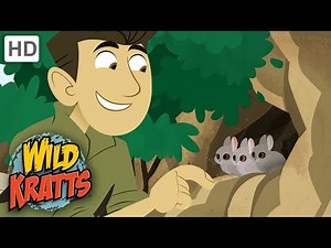 Wild Kratts | Difference Between Rabbits & Hares |Animals