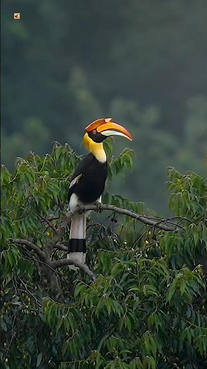 Great hornbill sound 🧡