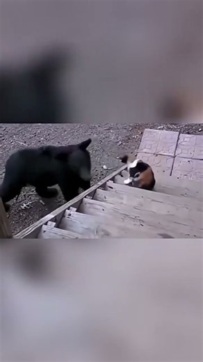 cat vs bear 😂 proof cats aren't afraid of anything