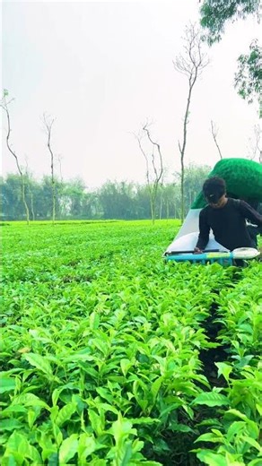 Tea cutting machine | teaplucking machine in West Bengal |#shorts #farming #cuttingmachine #minivlog