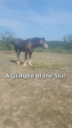 A Day at The Sanctuary🐎