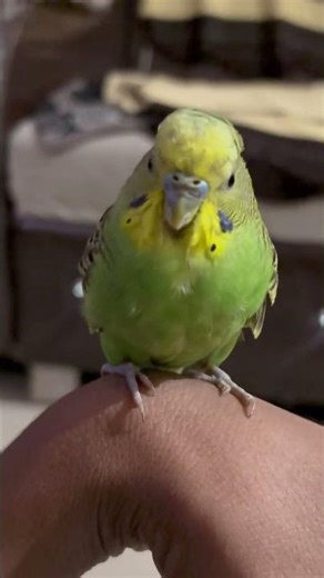 Budgies Training & Taming Tips | Easy Guide