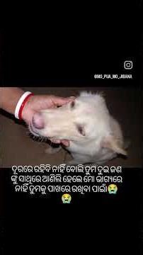 to bina mo kahani adha#mo gugu au lucy#shorts