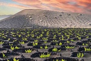 Volcanic Wine 101: What You Need to Know About the Booming Category