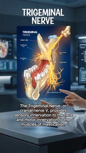 🧠 The Trigeminal Nerve Explained | Cranial Nerve V