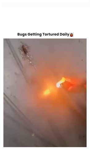 Bugs Getting Tortured 🪲 on Instagram: "When the Roach Meets the Personal Flamethrower 🪳🔥💀 It thought it could survive anything... until it was introduced to a stream of focused fire. This isn't pest control—it's a tactical incineration. 💥 The Offense: Refusing to die by conventional means. 💥 The Method: Direct flame application from a handheld torch. 💥 The Reaction: A frantic, crispy sizzle before becoming ash. 💥 The Result: Roach v