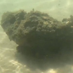 510K views · 18 reactions | A beachgoer in Australia spotted a stonefish, which is the most venomous fish in the world Check out more animals on ITK: https://bit.ly/2V1meEN | In The Know | Facebook