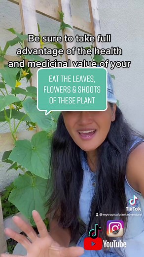 Different parts of edible plants that you can eat. #edibleplants #gardenplants #gardenlife #foodfarm #foodforest #permaculture #vegetablegarden #vegetablelife #healthyfood #healthyvegetables #gardentok #vegetabletok #planttok #cucumber #okra #beans #squash #zuccini #sweetpotato #peppers