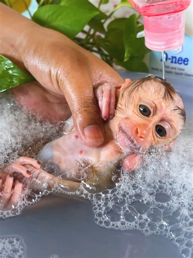 Adorable Baby Monkey Enjoys a Bath