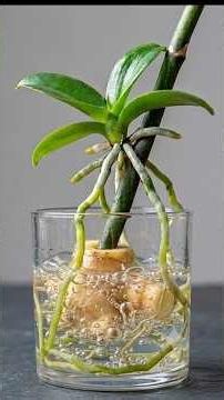 The Secret to Easy Orchid Propagation from Flower Stems – Year Round Blooms! #orchids #shorts