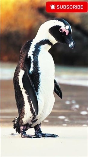 Penguins Badass Birds on Earth #shorts #shortvideo #penguins