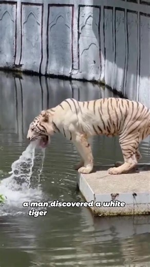 The white tiger sick and vomiting ultimately chose to rely on the human.#tiger#whitetiger#animals#rescue#fyp
