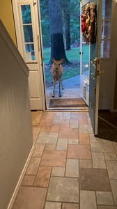 23K views · 309 reactions | Buttons and Kai藍 #goldenretriever #hike #cats #dogs#catsofinstagram #chickens #hikingwithcats #nature #deer #duck #animals | Brown Hiking Trails | Facebook