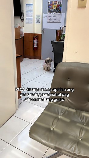 Sino ba talaga saten ang amo? #fypシ #funnyvideos #funnydogs #shihtzusoftiktok #viraldogs