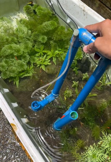 DIY Overflow System for Guppy Fish Tanks