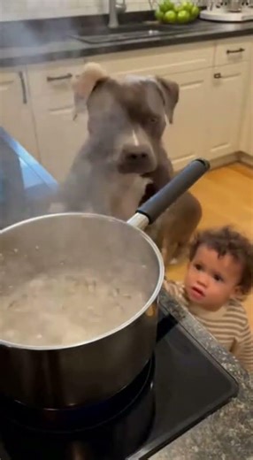 Why Does This Dog Deserve a Medal?