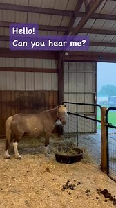 3K views · 110 reactions | Nothing like the sound of rain on the old barn roof! Unless of course you are nervous about an event that is only 11 days away and your pasture is a mud pit!﫣 #hopeinthevalleyequinerescueandsanctuary #party #rainyday #horses #barns #horselife #countrylife #rain #mud | Hope in the Valley Equine Rescue and Sanctuary, Inc. | Facebook