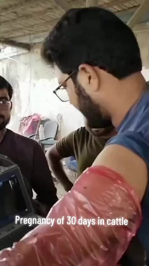 #Ultrasound #veterinarian #RazaDairiesSahiwal #foryourpage