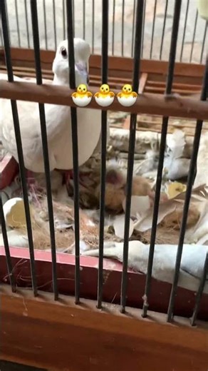 Burung puter adalah salah satu jenis burung yang termasuk dalam keluarga columbidae. #birds #pets