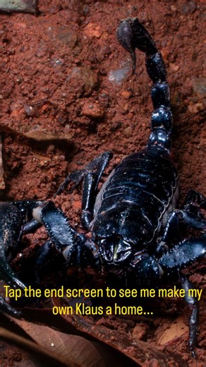 How A Wild Scorpion Inspired An Indoor Ecosystem | Asian Forest Scorpion #scorpion #bioactive
