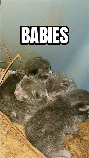 I LOVE #kittenshorts #kitten #kittens #catshorts #catvideos