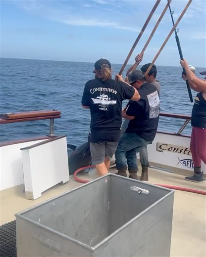 “ @anthonygon86 This def one of the best charters I’ve been on. 2.5 days. Love seeing the Captain and crew giving it 110% along with great fishing crew. Boat got limits of blue fin tuna . @constitutionsportfishing @hmlanding #bluefintuna #sushi #poke #fish “ Check out Mag Bay dates and info below and upcoming San Diego trips. 🎣 🟢(4 spots left) Trip #1: 5 DAY $3,000 Board Oct. 18th at 1PM/Return Oct. 23rd at 7AM. (Fly to Loredo on 16th and stay at Hotel La Mision on 16th & 17th)Pick up at Hotel