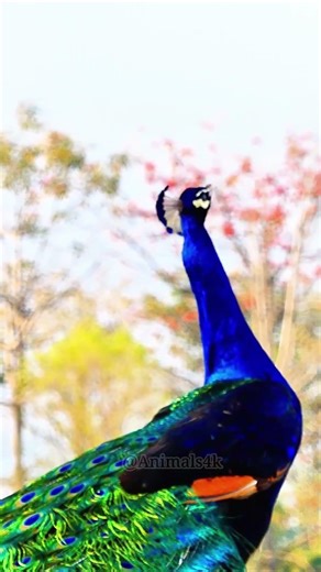 The Peafowl Peacock Bird calling amazing sounds #wildlife #Peacocksound