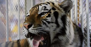 Photos: See Mike VI at his happiest before he passed away Tuesday