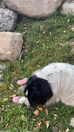 Dogs can wear clogs too! - #dogs #dogsofinstagram #dogreels #dogsinclogs #tessaclogs #clogmaker #clogs #minturn #colorado #fall #falldogs | Tessa Clogs