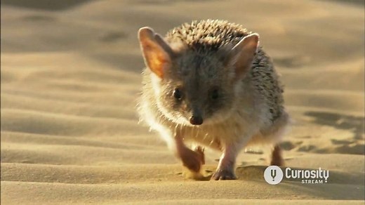 CuriosityStream TV Spot, 'Stay Curious'