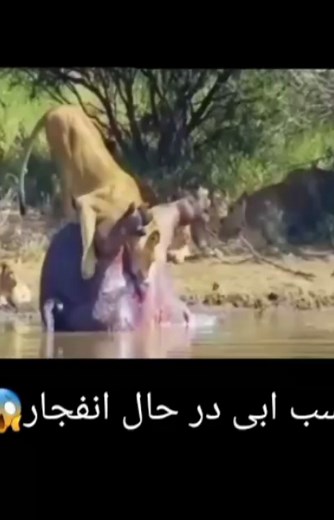‎حیات وحش/جفتگیری/شکار⛔‎ on Instagram‎: "کپشن با شما😱😱فالوو/حمایت Follow @wildlife_hayatevahsh اگر از اکسپلور اومدی حتما فالوو کنید تا ویدئوهای جذاب دیگر ما را ببینید❤❤سپاااس از حمایت و انرژی که به ما میدید❤❤❤ دیدنی های شگفت انگیز حیات وحش در پیچ زیر👇👇 ❤❤❤فالوو یادت نره❤❤❤ Follow @wildlife_hayatevahsh Follow @wildlife_hayatevahsh Follow @wildlife_hayatevahsh لایک فالو فراموش نشه حمایت شما باعث انرژی و حرکت ماست❤❤❤ #حیات_وحش #شکارچی #افریقا #حیوانات #شیر #رازبقا #حیاتوحش #رازبقا #حیوانات_اهلی