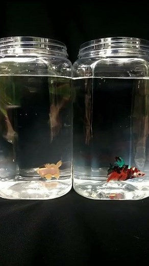 Cara mengawinkan ikan cupang tahap 3 Perjodohan 🐟