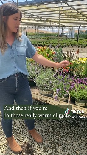 Ultimate Guide to Choosing the Perfect Lavender for Your Garden