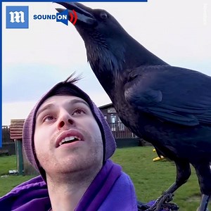 You can't help but love this affectionate raven! 🥰 | Daily Mail Video