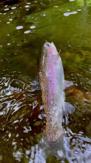La loutre et l’arc en ciel