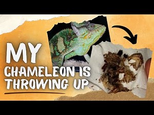What Can I Do If My Chameleon Is Throwing Up?
