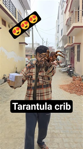 Tarantula crib aa gaya 😍 hamari Maxi ke liye #shorts #tarantula