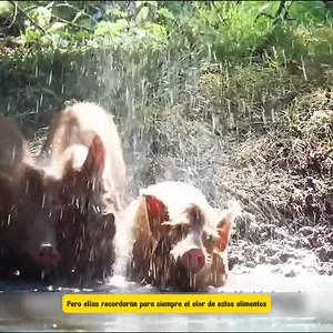 Reseña del mundo animal 59 | El mundo animal