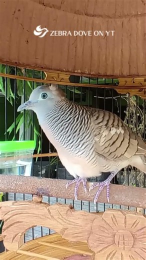 Zebra Dove call Bird sounds for relaxations 78 #birds #birdsounds #birdsoundscape #birdsong #animals