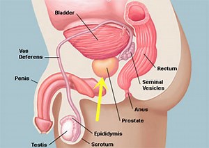 What Does the Prostate Do?